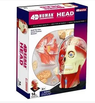 4D cap de Om musculare nervoase model Anatomice model de tesut cerebral ansamblul Corpului model