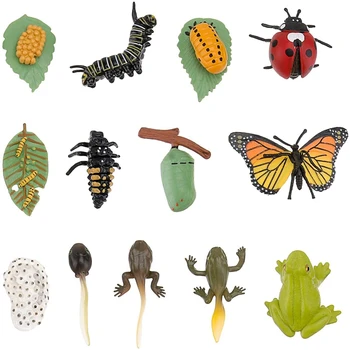 3 Seturi De Insecte Figurine Ciclul De Viață Al Unui Fluture Broasca Gărgăriță Safariology Creșterea Model De Ciclu De Învățământ Jucărie