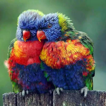 5d DIY Doi Papagali Colorate Păsări Diamant Pictura Burghiu Plin de Broderie Cusatura Cruce Mozaic Ambarcațiuni Kit Decor Acasă Cadou de Crăciun